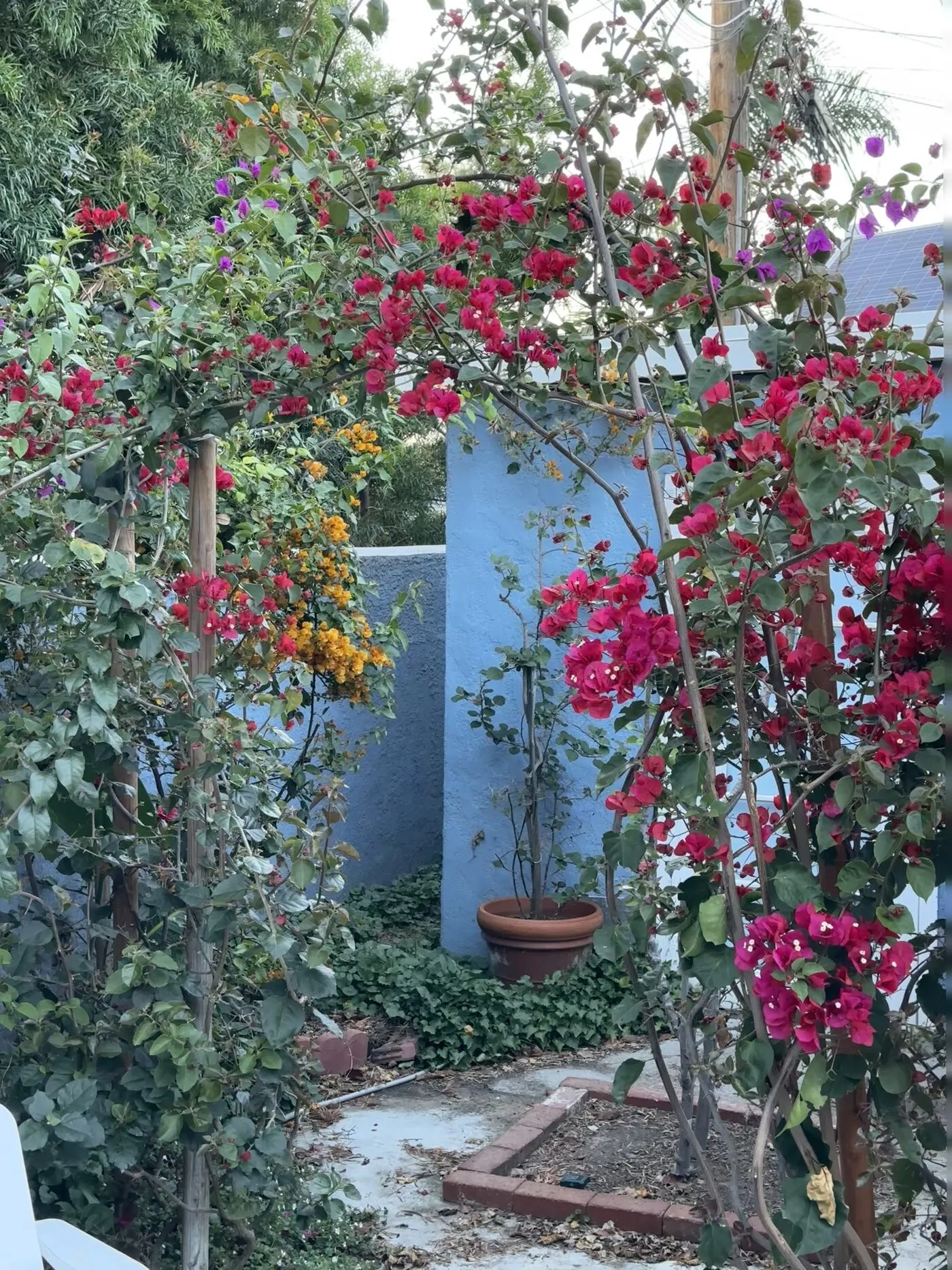 A garden archway of magenta bougainvillea