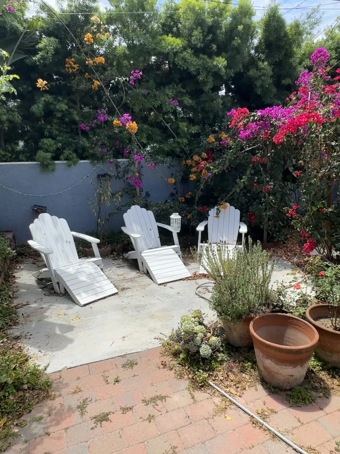 Adirondack chairs on the patio beneath bougainvillea