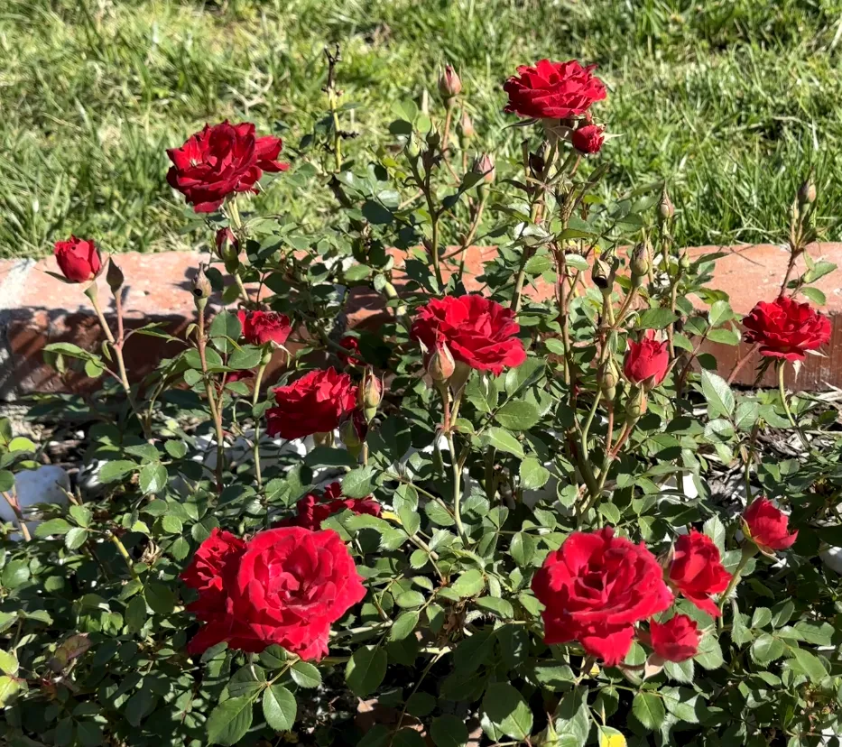 A bush of red roses in the garden