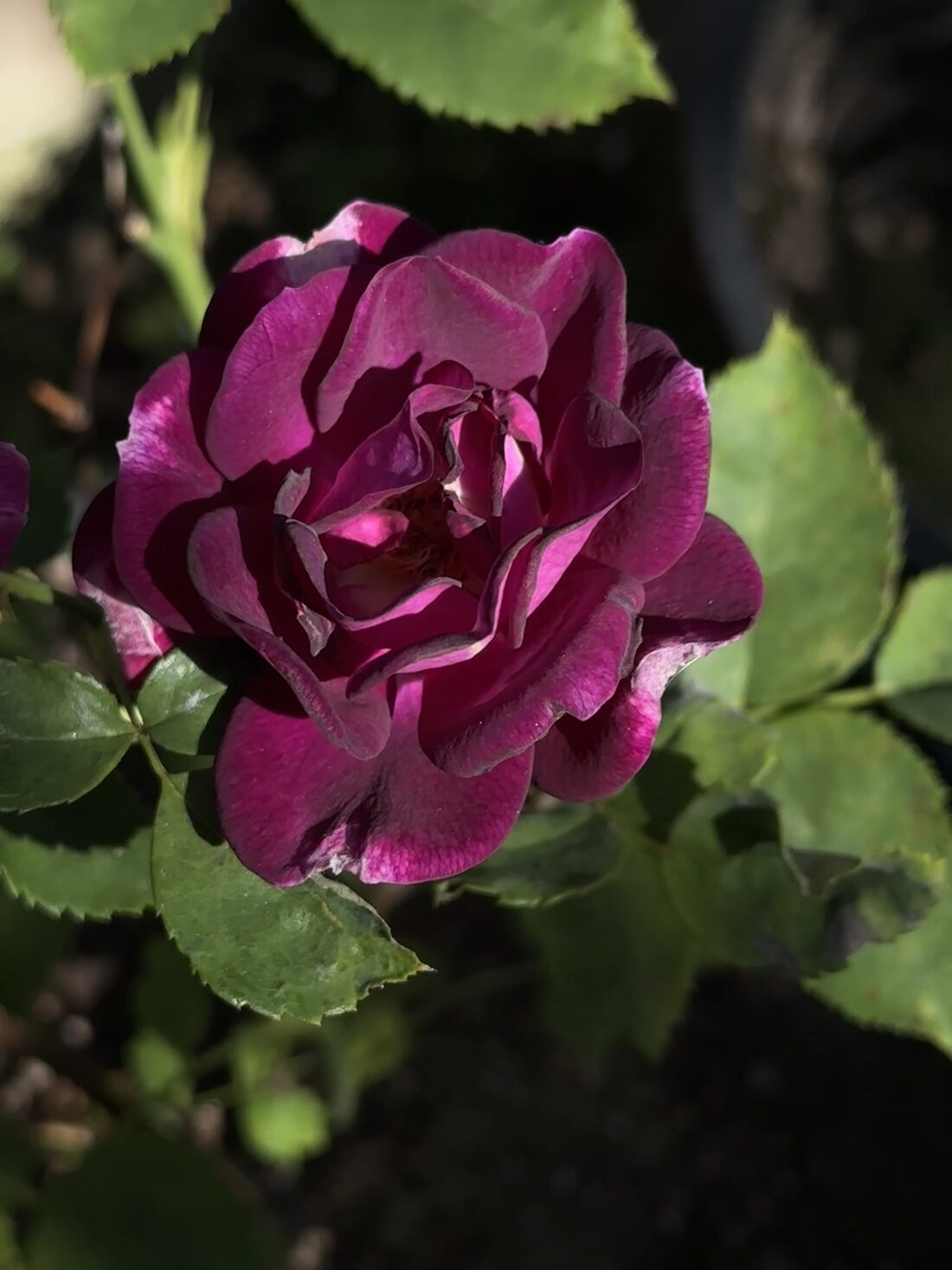 A deep purple rose